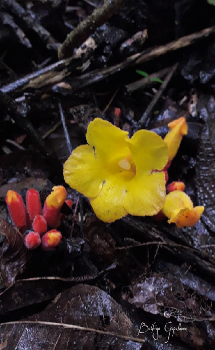 Christisonia bicolor Gardner